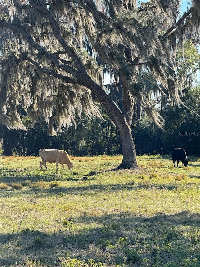 Boy Scout Rd, Odessa, FL 33556