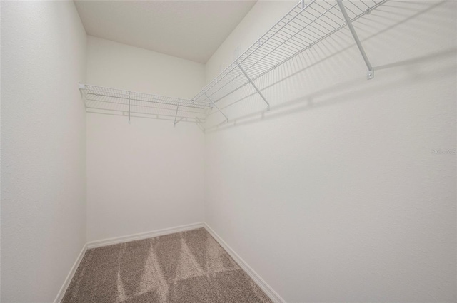 walk in closet featuring carpet flooring