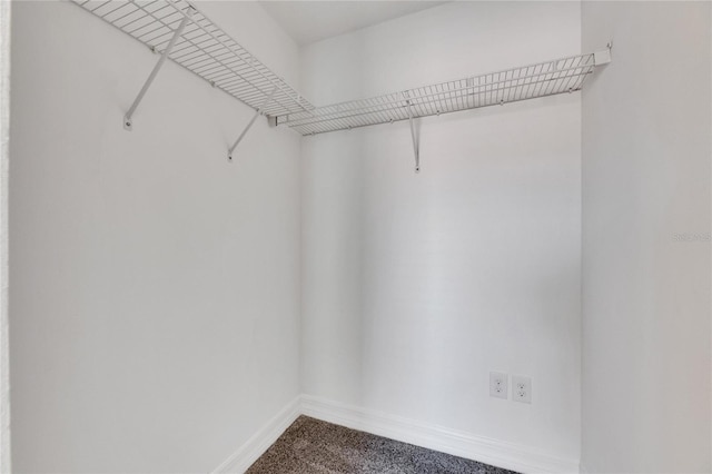 spacious closet featuring carpet floors