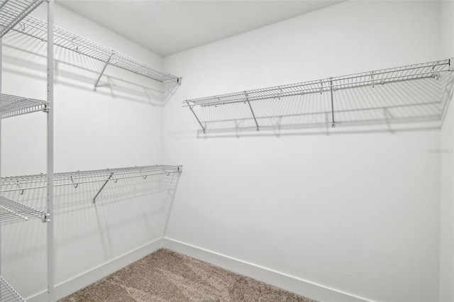 spacious closet featuring carpet