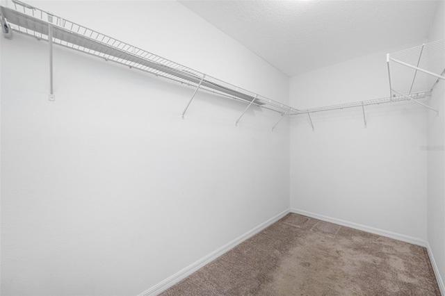 spacious closet featuring carpet flooring