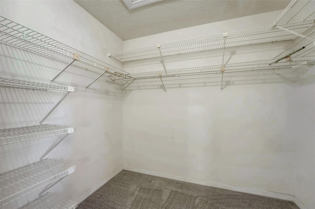 spacious closet featuring carpet floors