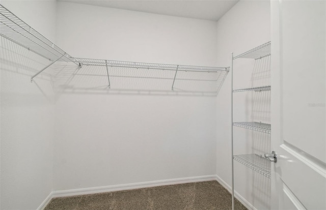 spacious closet featuring carpet flooring