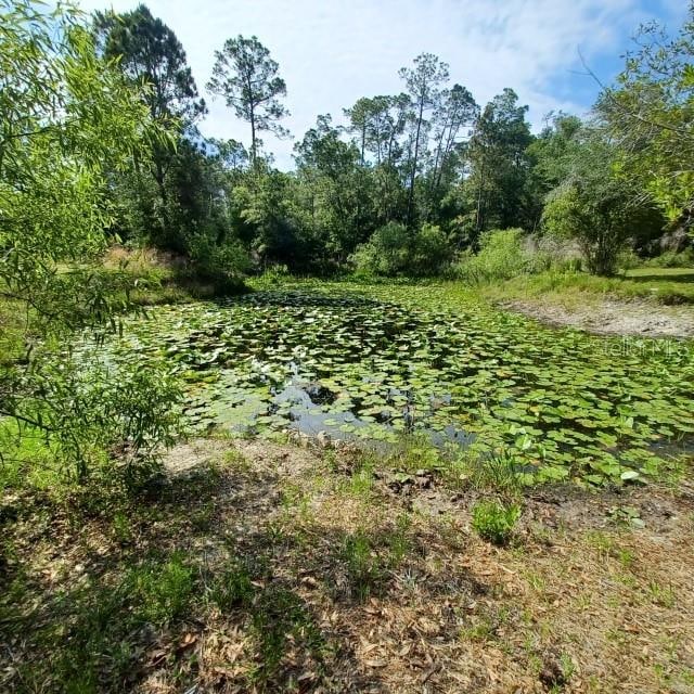 view of local wilderness