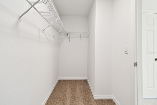 walk in closet featuring carpet floors