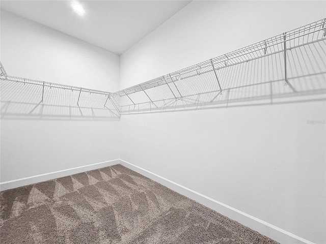 walk in closet with carpet flooring