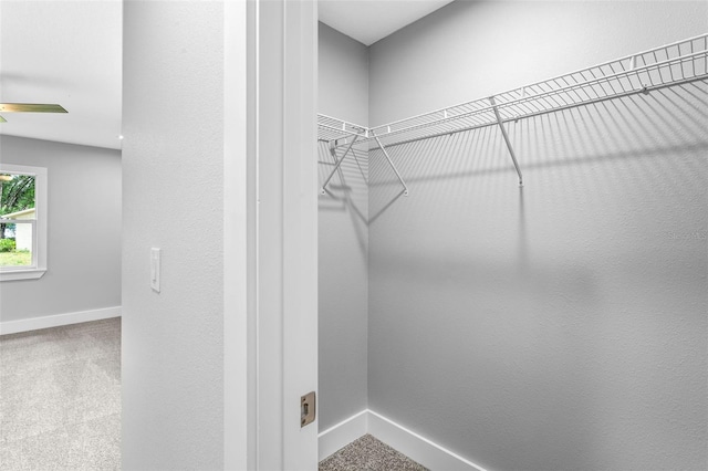 walk in closet with carpet floors