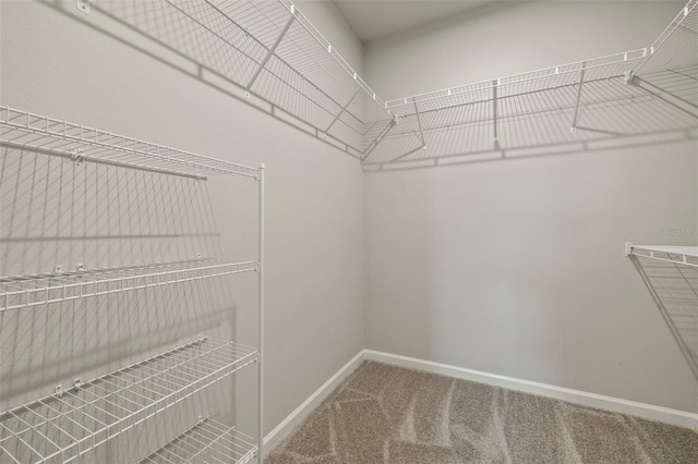 walk in closet featuring carpet flooring