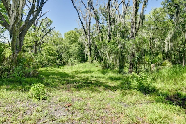 view of local wilderness