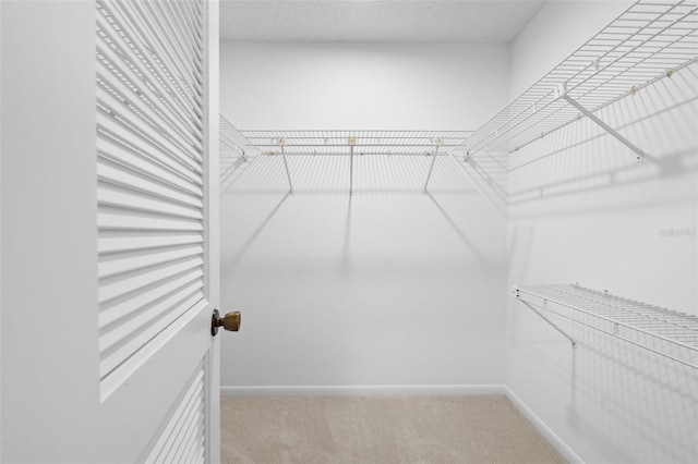 walk in closet with carpet flooring