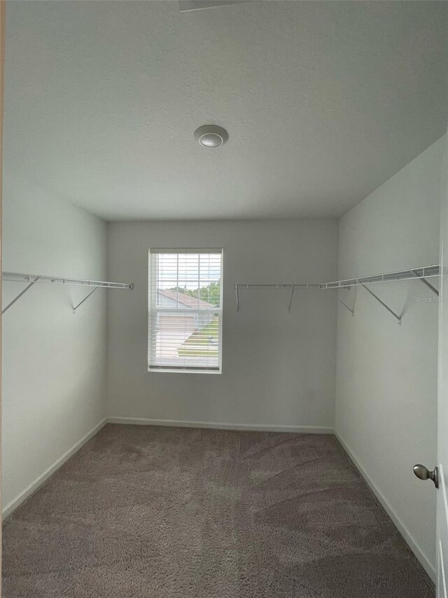 walk in closet featuring carpet floors