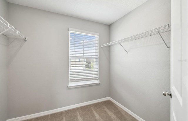 walk in closet with carpet floors