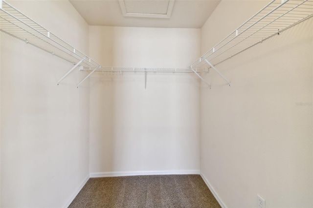 spacious closet featuring carpet floors