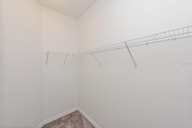 spacious closet featuring carpet floors