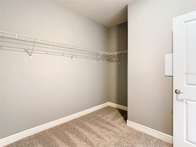 walk in closet with carpet floors