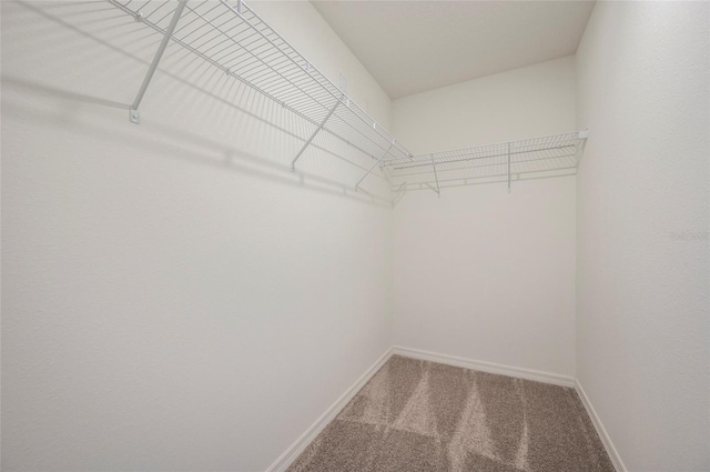 walk in closet with carpet flooring