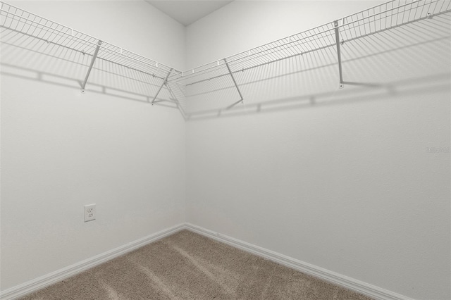 spacious closet featuring carpet floors