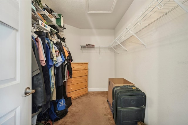 spacious closet featuring carpet flooring