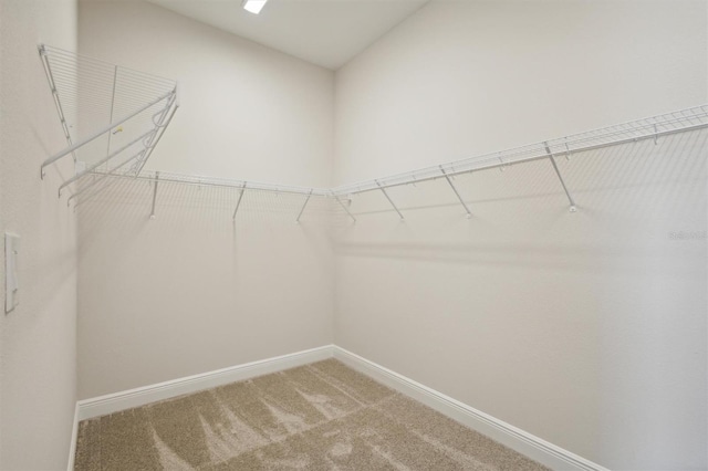 walk in closet with carpet flooring