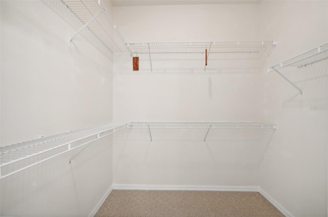 walk in closet with carpet flooring