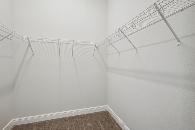 spacious closet featuring carpet