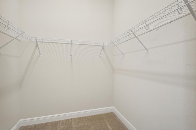 spacious closet featuring carpet flooring