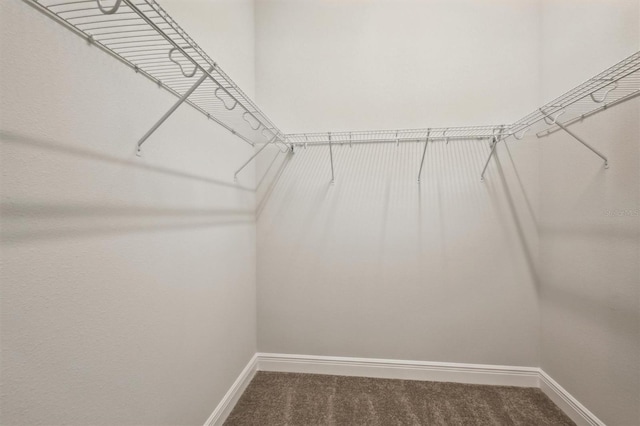 spacious closet with carpet