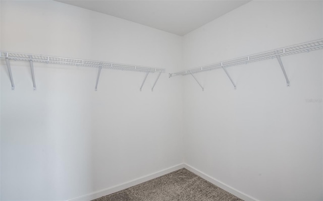 walk in closet with carpet floors