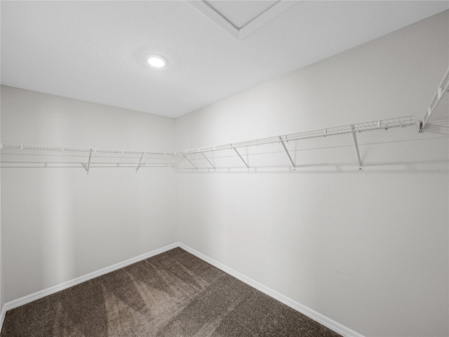 spacious closet featuring carpet