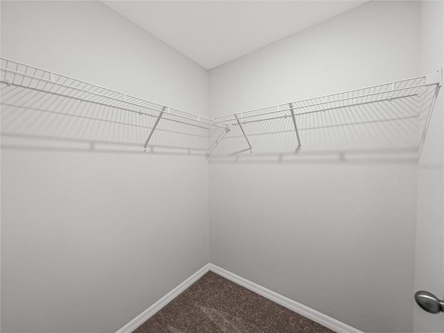 walk in closet with carpet floors