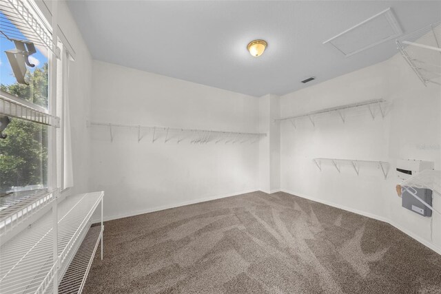 spacious closet with carpet floors, attic access, and visible vents