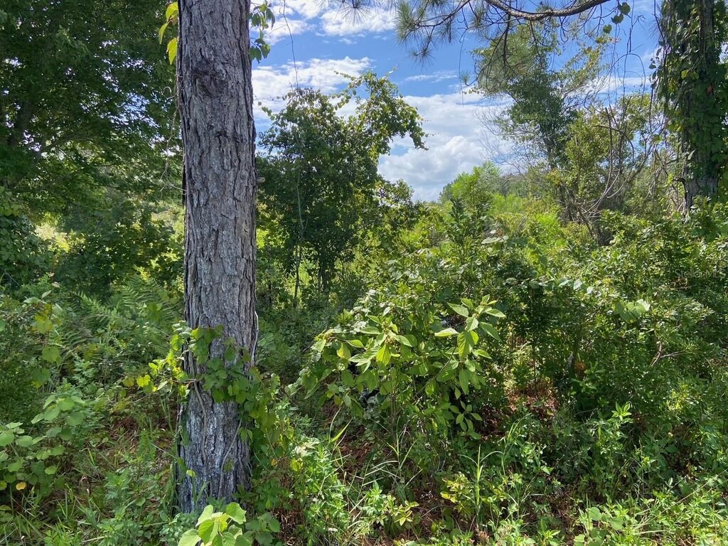 0 Old Gainesville Hwy, Interlachen, FL 32148