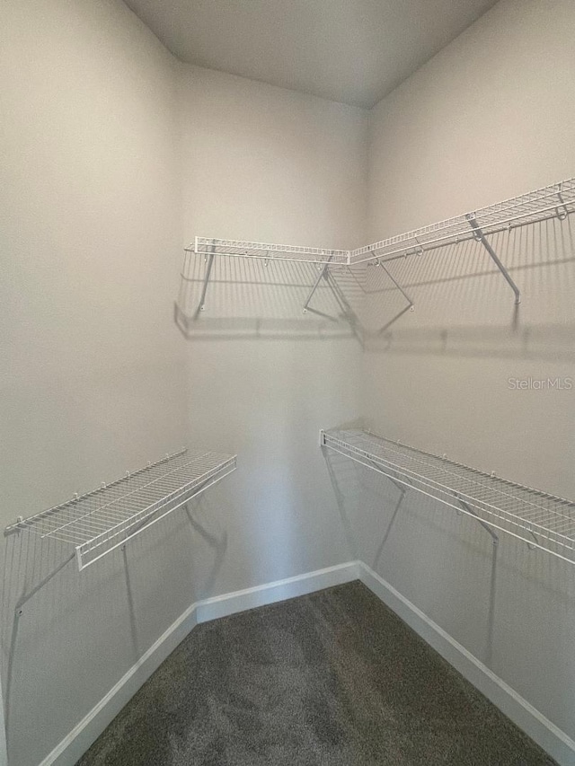 walk in closet featuring carpet floors