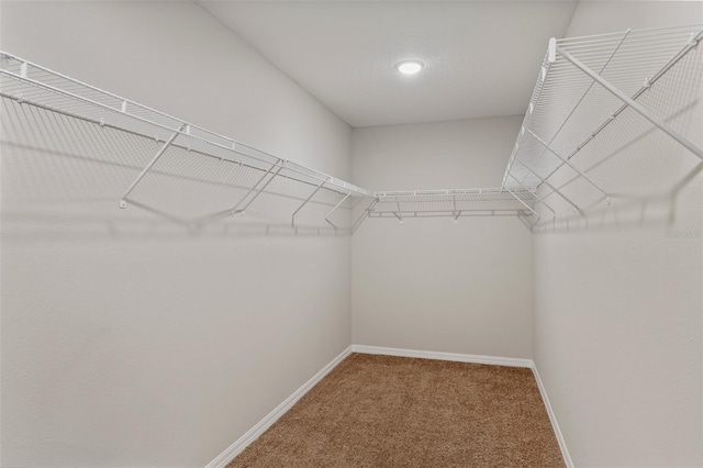 spacious closet with carpet