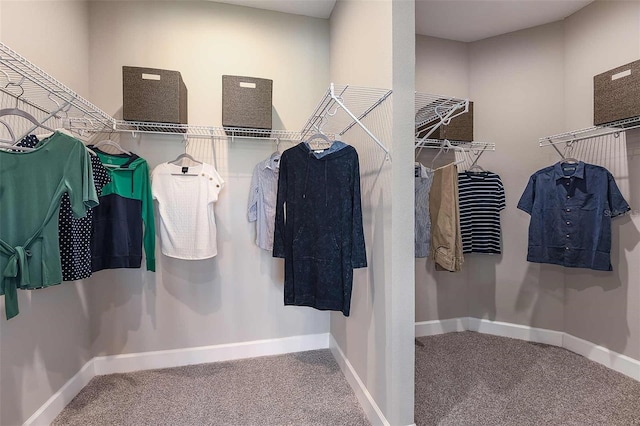 walk in closet with carpet floors