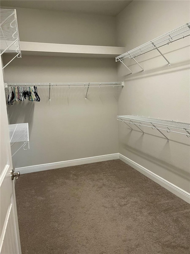 spacious closet featuring carpet flooring