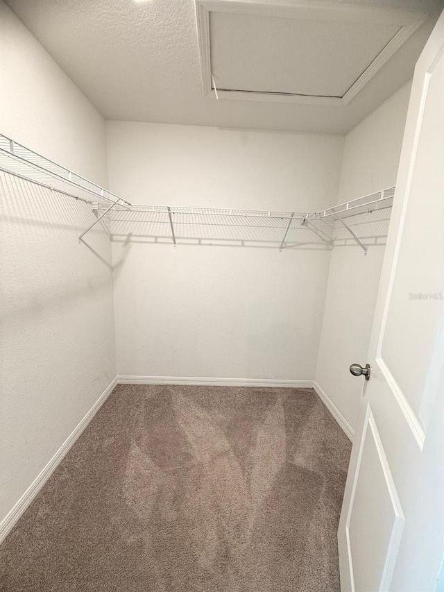 walk in closet with carpet flooring