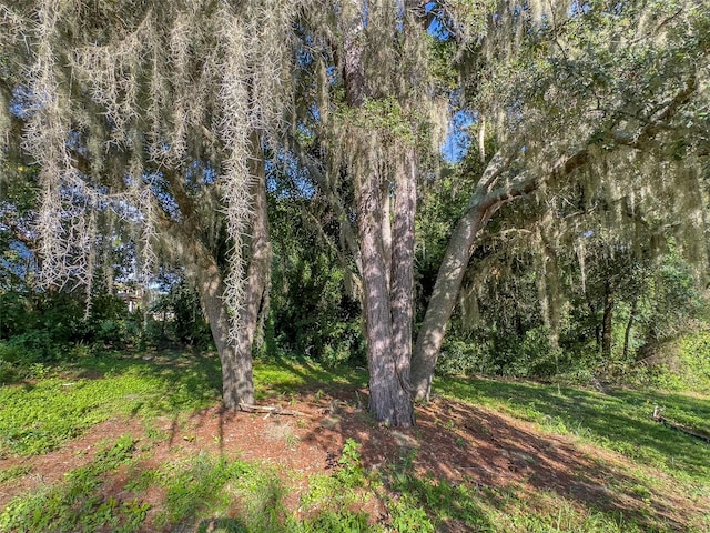 view of local wilderness