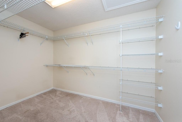 spacious closet featuring carpet floors