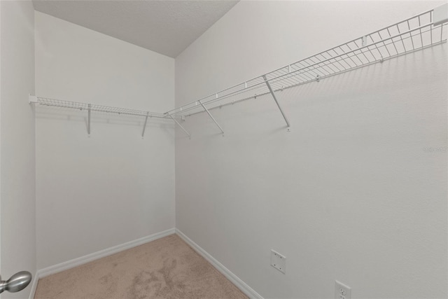 spacious closet featuring carpet