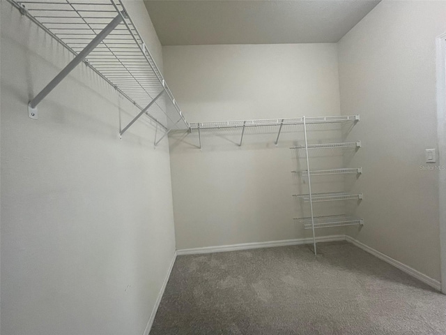 spacious closet featuring carpet floors