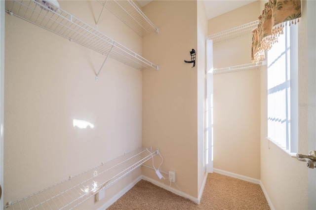 walk in closet with carpet floors
