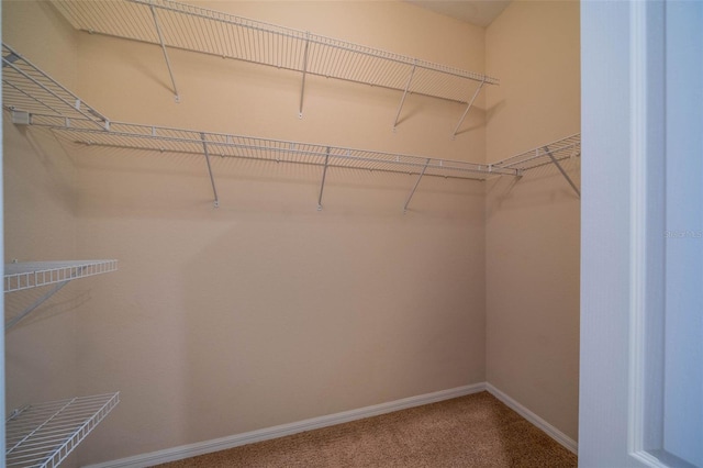 spacious closet with carpet floors