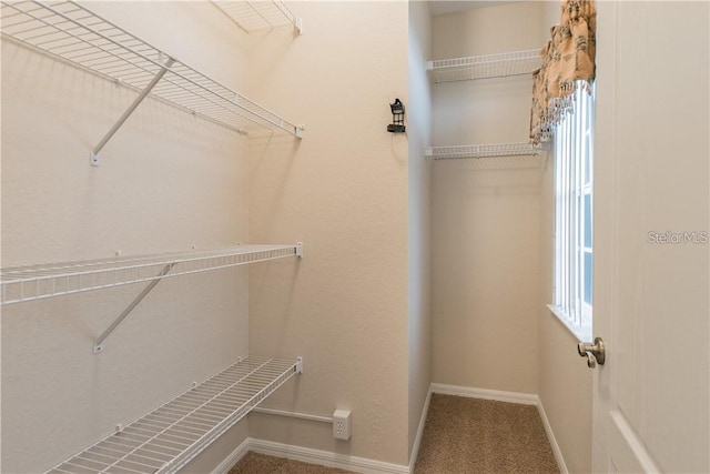 walk in closet with carpet