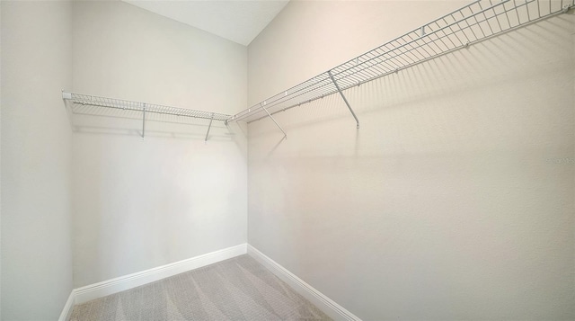 spacious closet featuring carpet floors