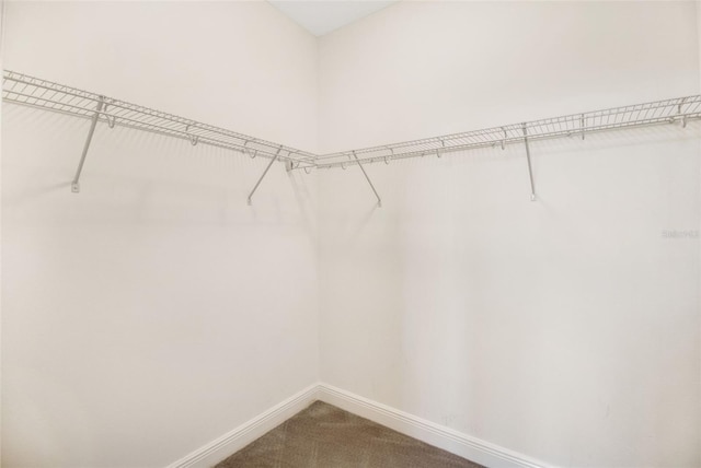 spacious closet with carpet floors