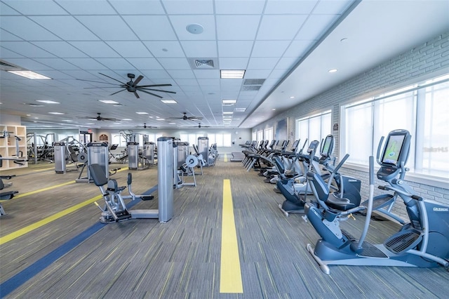 exercise room featuring carpet flooring, a drop ceiling, and ceiling fan