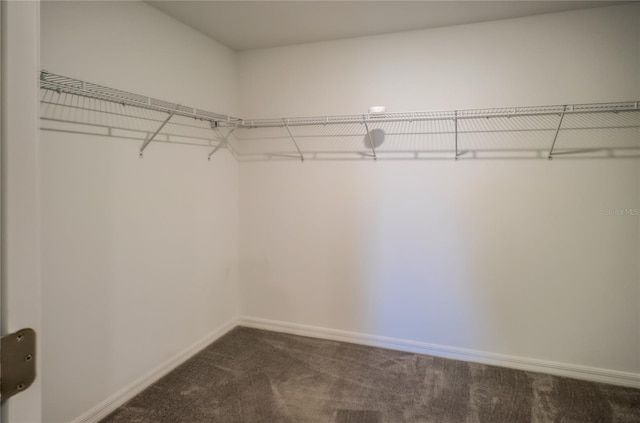 walk in closet with carpet flooring