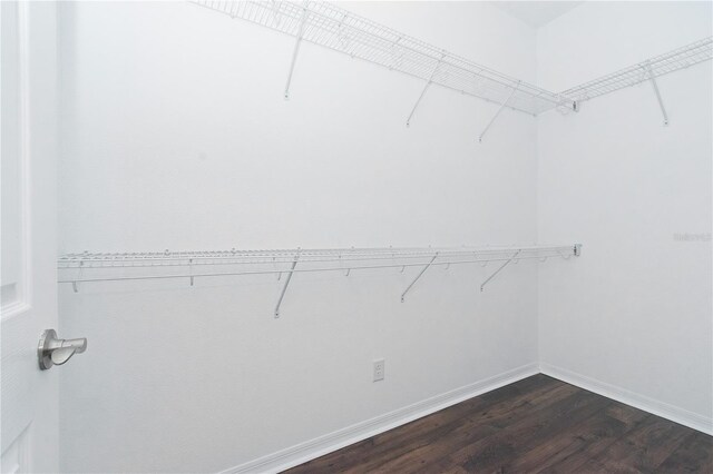 spacious closet featuring dark hardwood / wood-style flooring