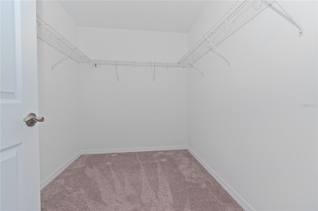 walk in closet featuring carpet flooring